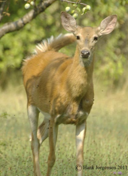 Hank Jorgensen Photo