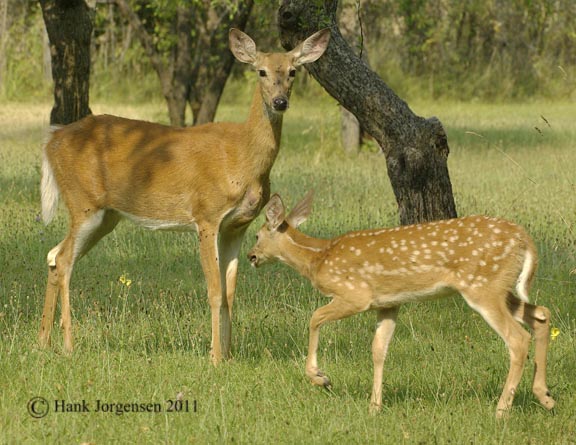 Hank Jorgensen Photo