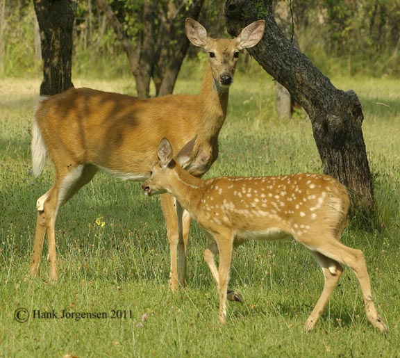 Hank Jorgensen Photo
