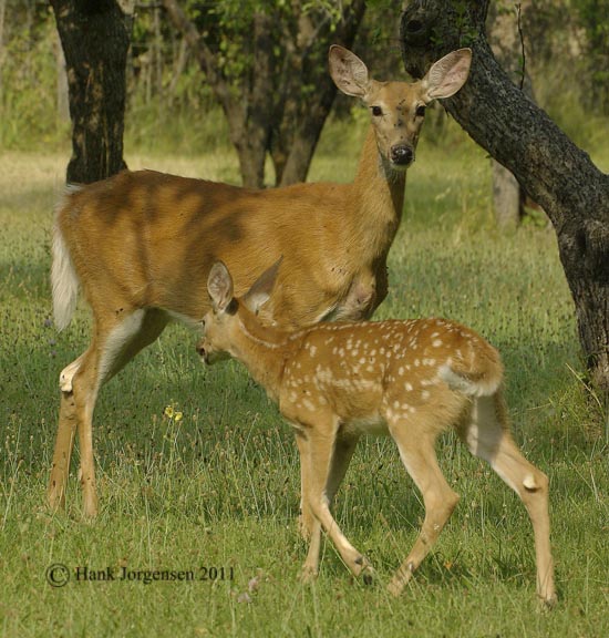 Hank Jorgensen Photo