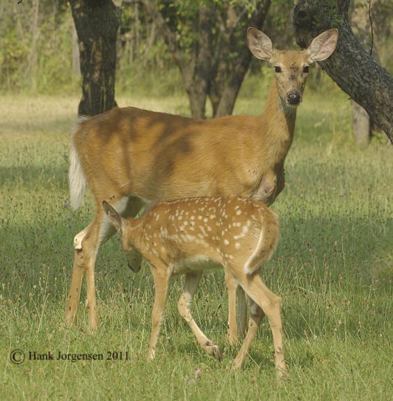 Hank Jorgensen Photo