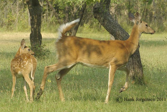 Hank Jorgensen Photo