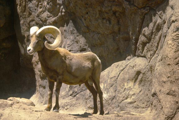 Hank Jorgensen Photo