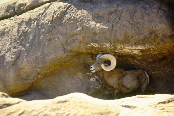 Hank Jorgensen Photo