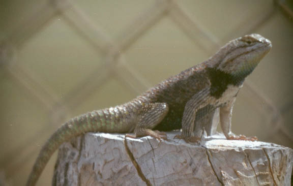 Hank Jorgensen Photo