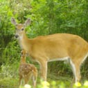 Dorothy Jorgensen Photo