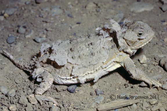 Hank Jorgensen Photo