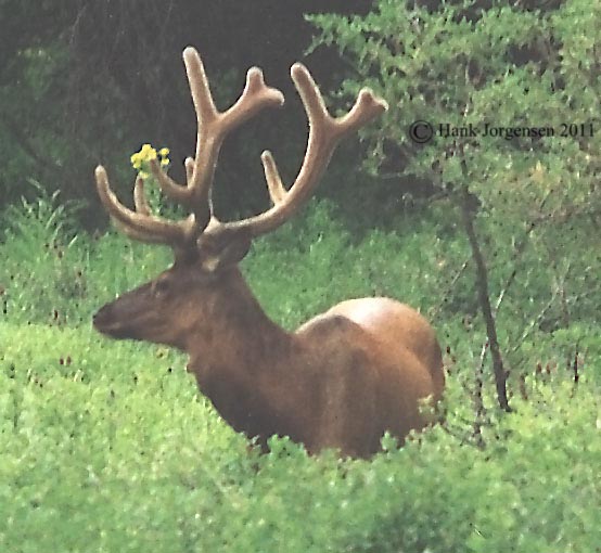 Hank Jorgensen Photo