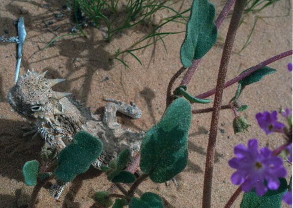 Hank Jorgensen Photo