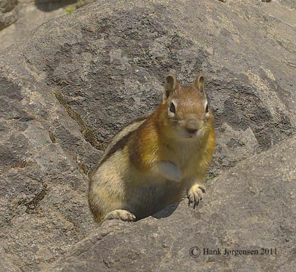 Hank Jorgensen Photo