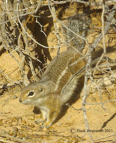 Hank Jorgensen Photo