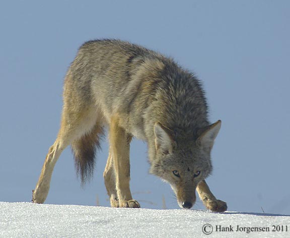 Hank Jorgensen Photo