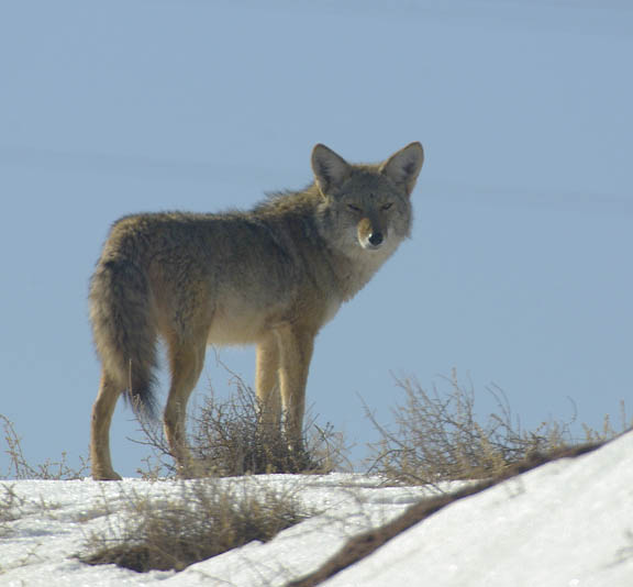 Hank Jorgensen Photo