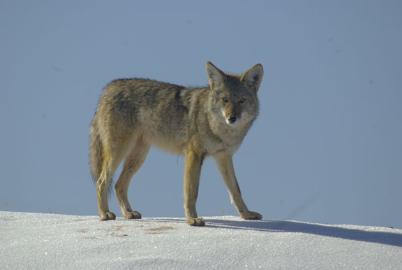 Hank Jorgensen Photo