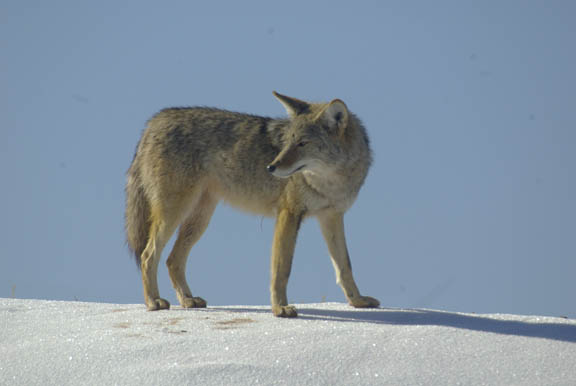 Hank Jorgensen Photo