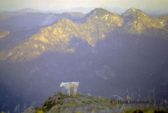 Hank Jorgensen Photo