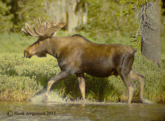 Hank Jorgensen Photo