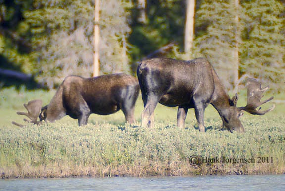 Hank Jorgensen Photo