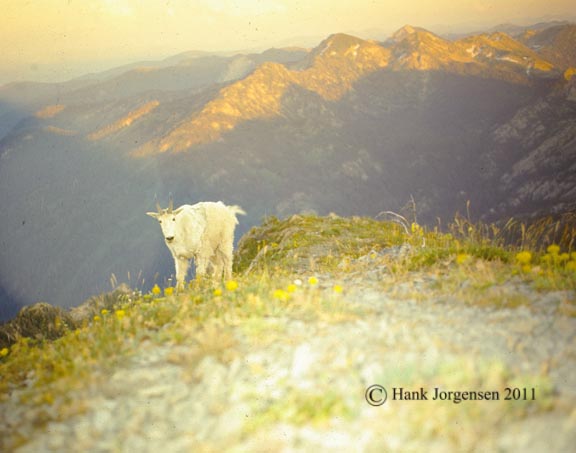 Hank Jorgensen Photo