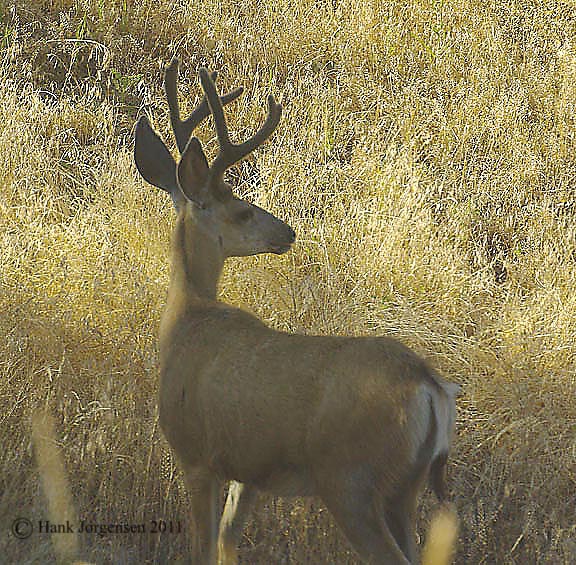 Hank Jorgensen Photo