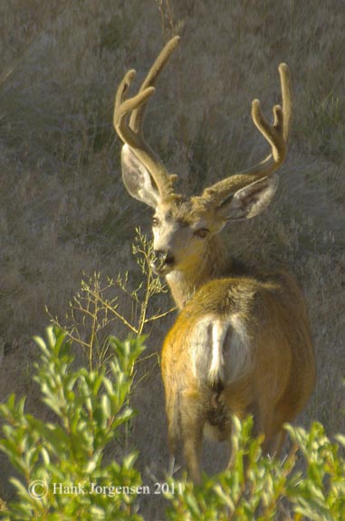 Hank Jorgensen Photo