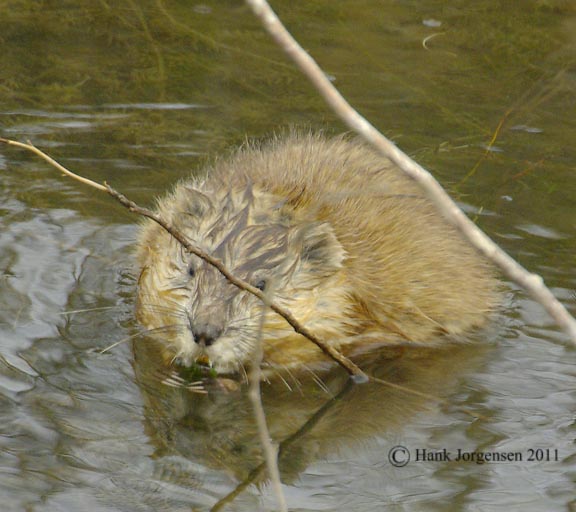 Hank Jorgensen Photo