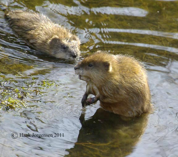 Hank Jorgensen Photo