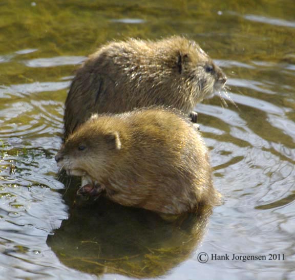 Hank Jorgensen Photo