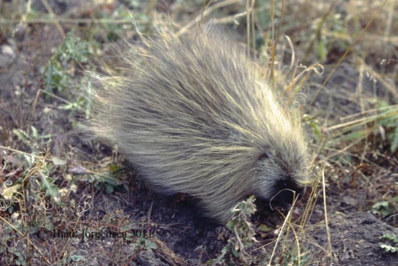 Hank Jorgensen Photo