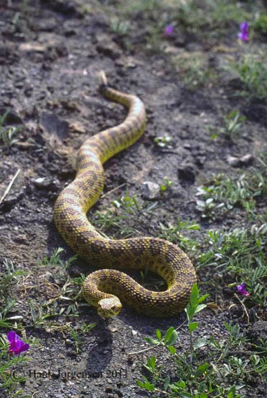 Hank Jorgensen Photo