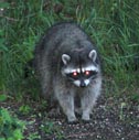 Dorothy Jorgensen Photo