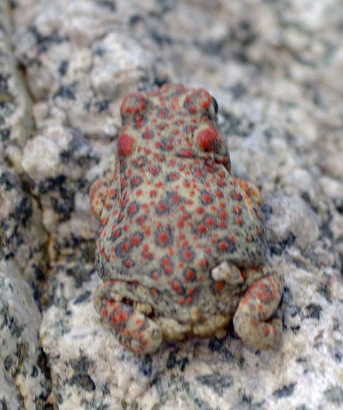 Hank Jorgensen Photo