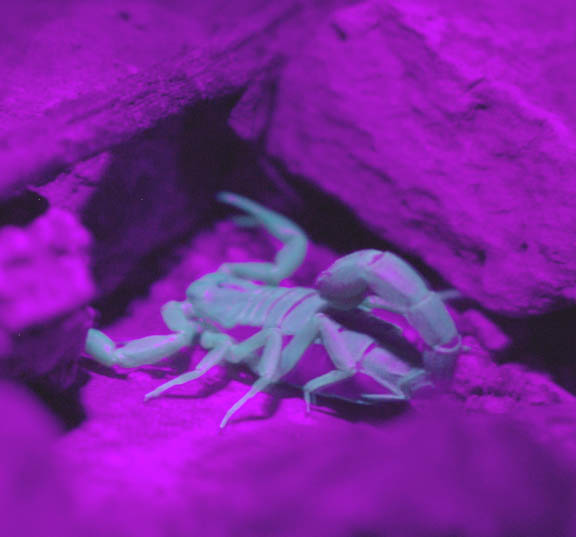 Hank Jorgensen Photo