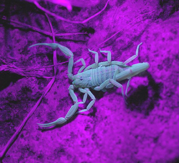 Hank Jorgensen Photo