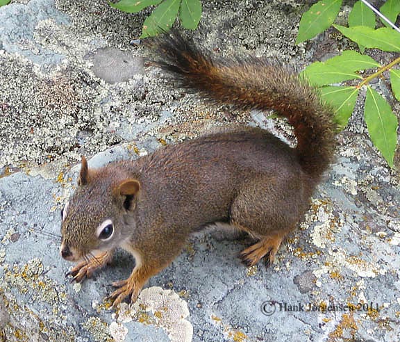 Hank Jorgensen Photo