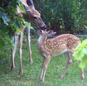 Dorothy Jorgensen Photo