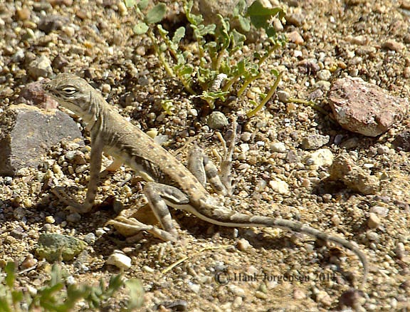 Dorothy Jorgensen Photo