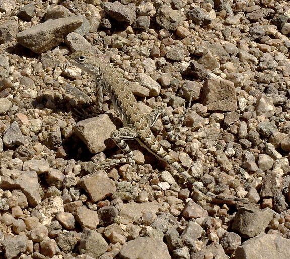 Hank Jorgensen Photo