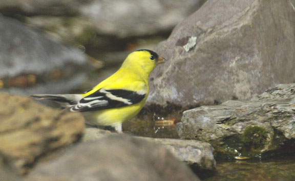 American goldfinch (male)