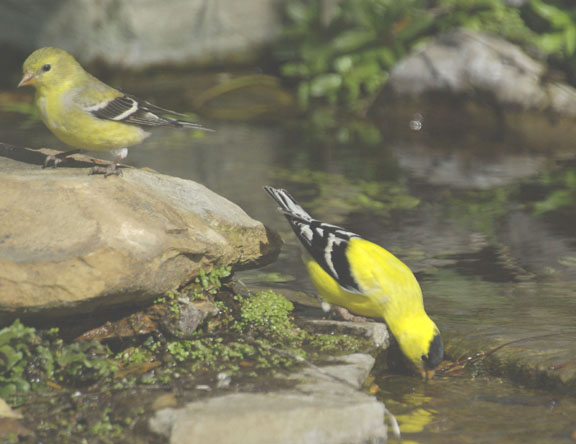 American goldfinch (male)