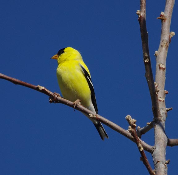 American goldfinch (male)