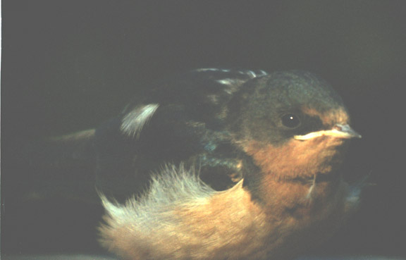Barn swallow
