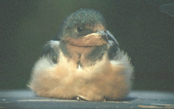 Barn swallow