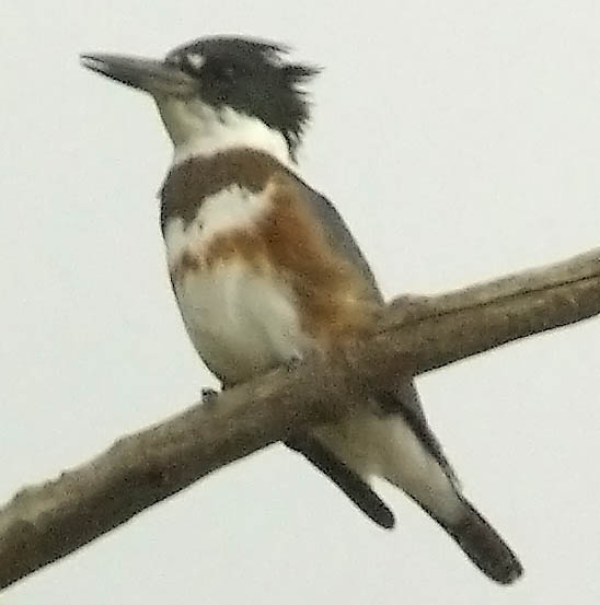 Belted kingfisher (female)