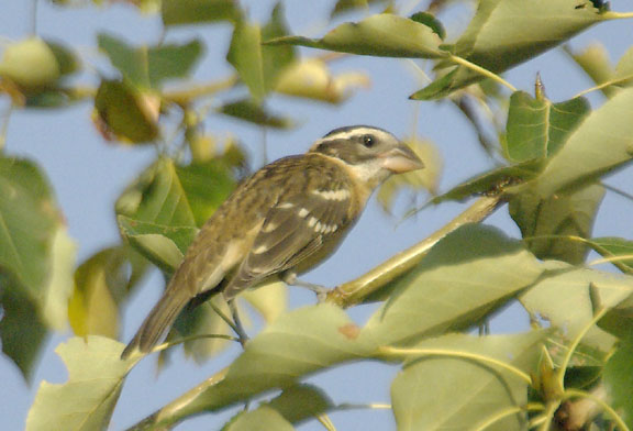 Black-headed grosbeak (female)