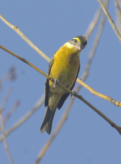 Black-headed grosbeak (female)