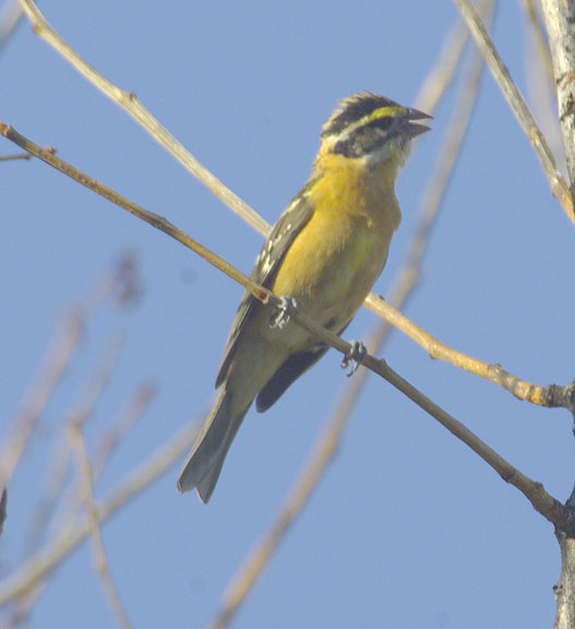 Black-headed grosbeak (female)