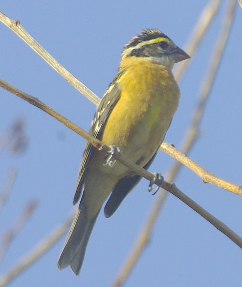 Black-headed grosbeak (female)