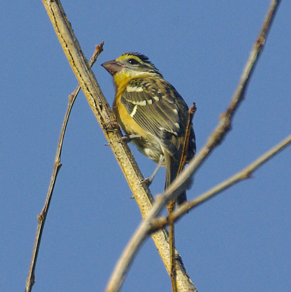 Black-headed grosbeak (female)