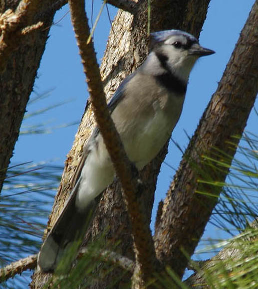 Blue jay